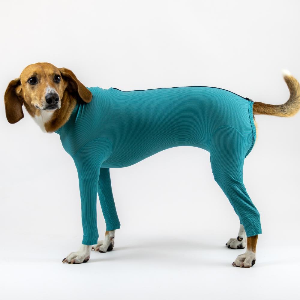 Wundschutz für Hunde: Warum Bodies oft besser sind als der lästige Kragen