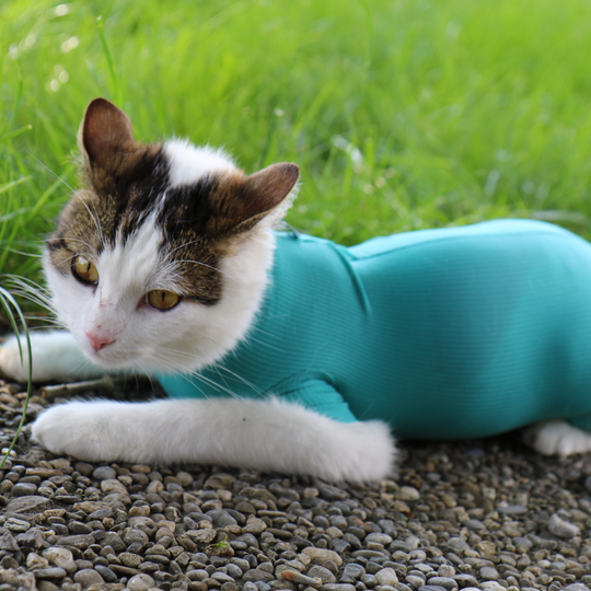 Cat Body