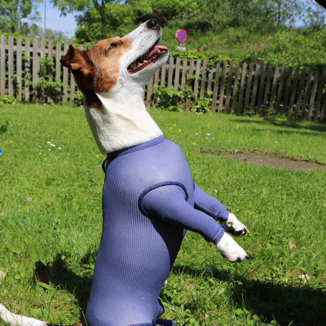 Dog body with legs