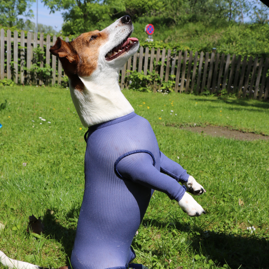 Dog body with legs