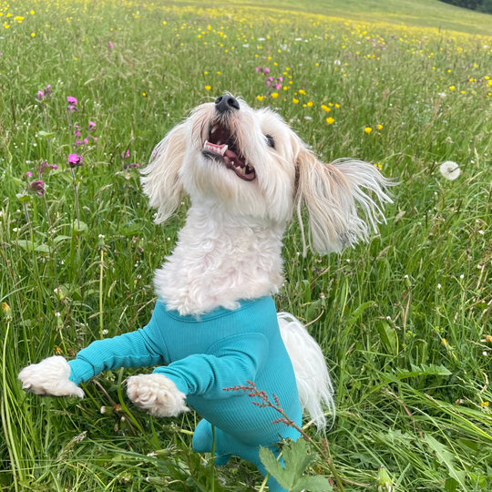 Dog Body with Zipper