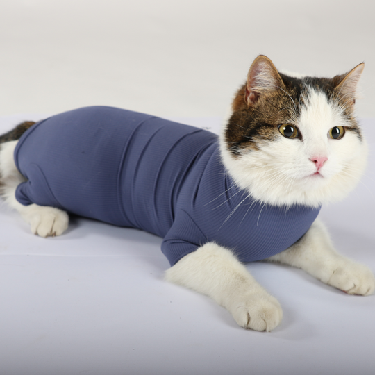 Cat Body