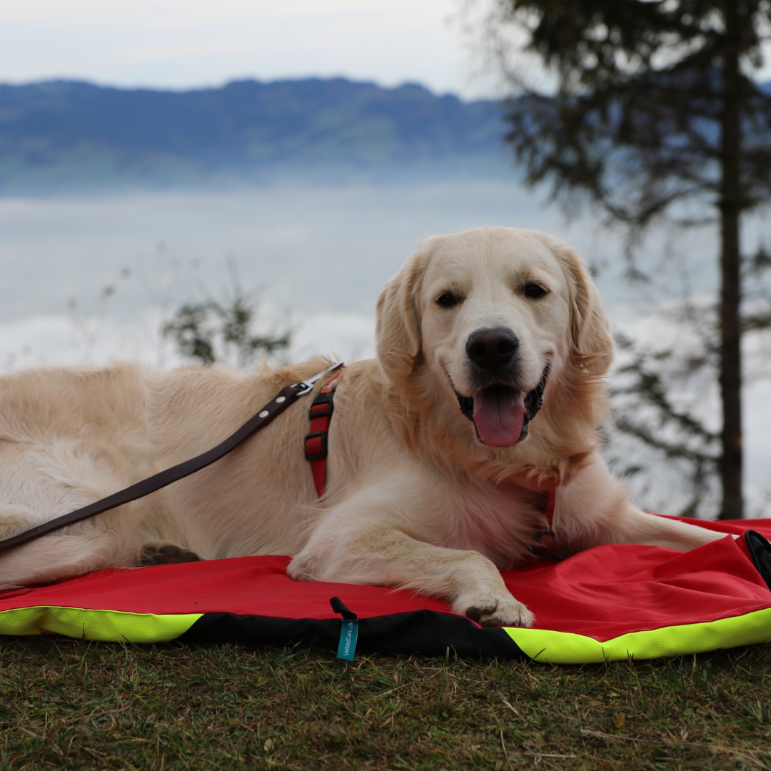 Safety Bag