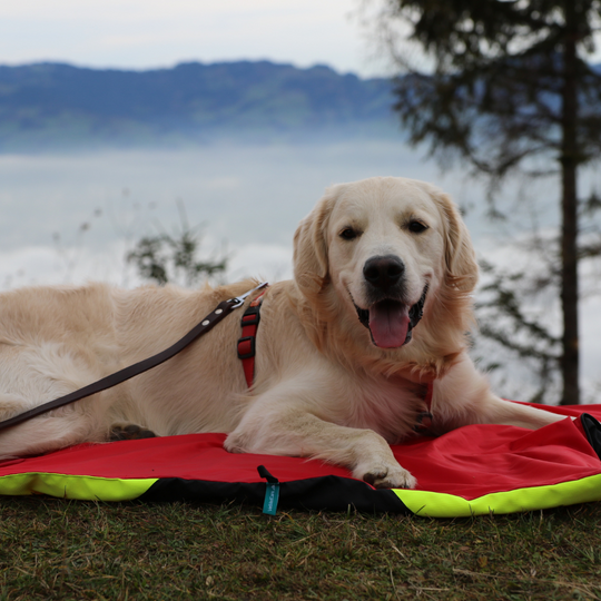 Safety Bag