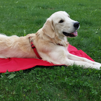 Tappetino per animali