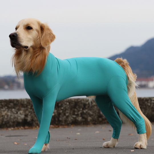 Dog body with legs