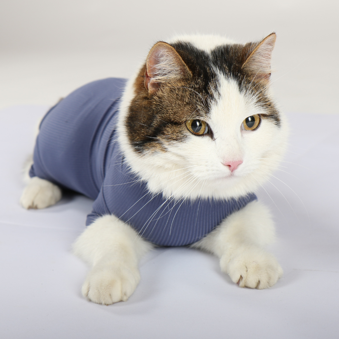 Cat Body