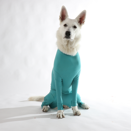 Dog body with legs