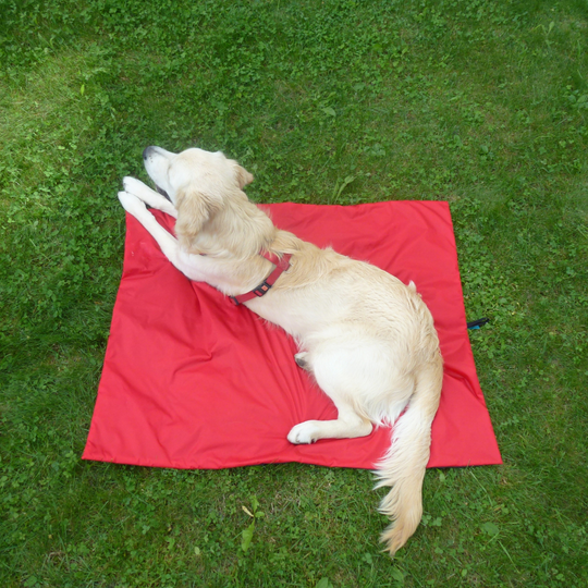 Animal Pad