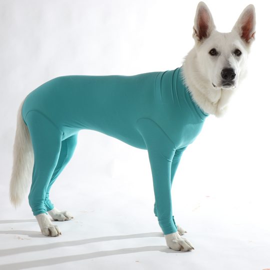 Dog body with legs
