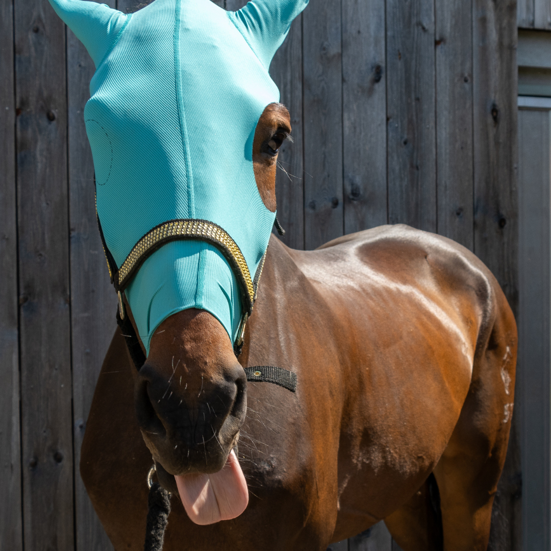 Horse head and ear protection