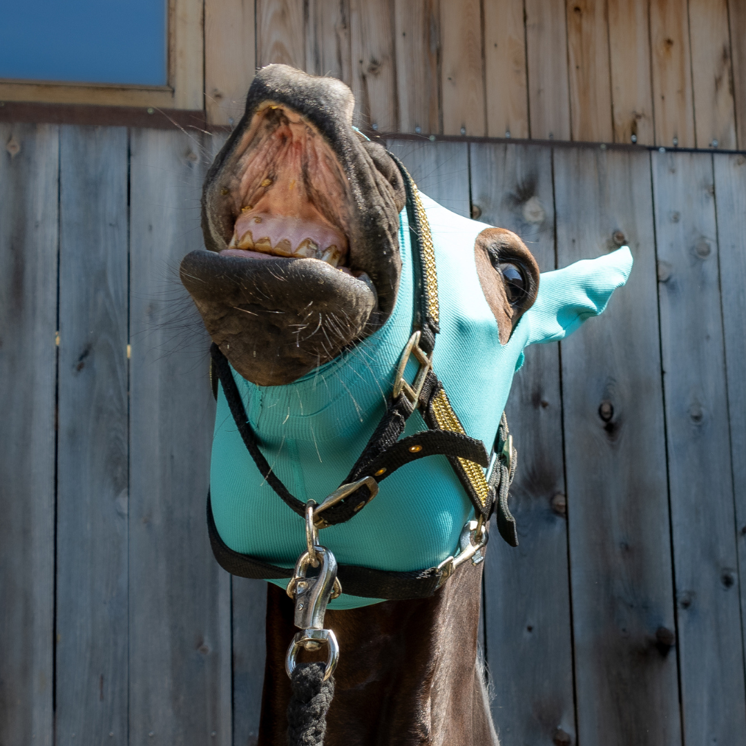 Horse head and ear protection