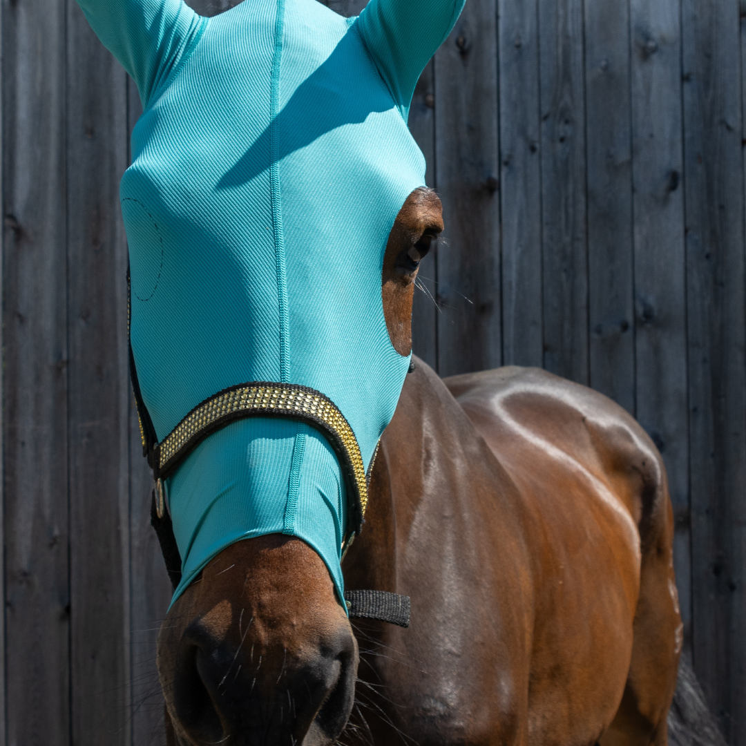 Horse head and ear protection