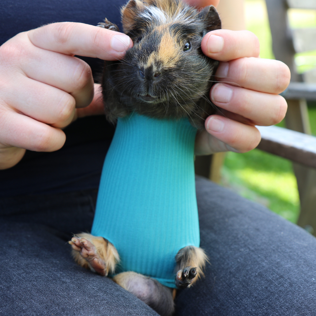 Safety Tube for small animals