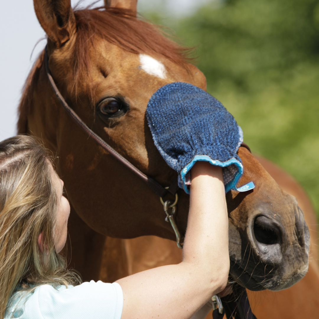 handschuhe fellpflege Fellpflege Handschuhe groß – VetMedCare by Zaza Texillösungen GmbH