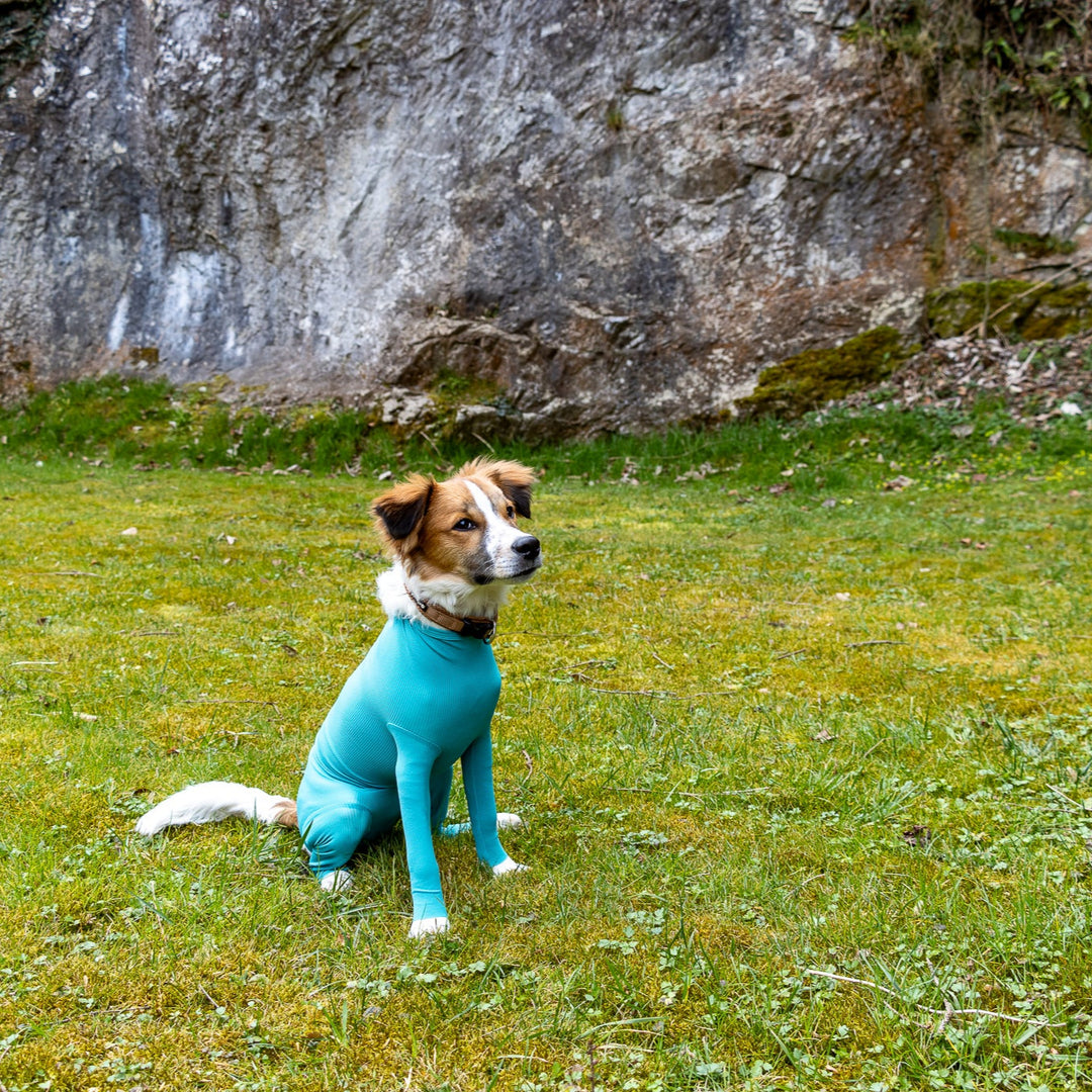 Dog Body with Zipper