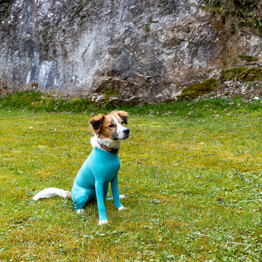 Dog Body with Zipper