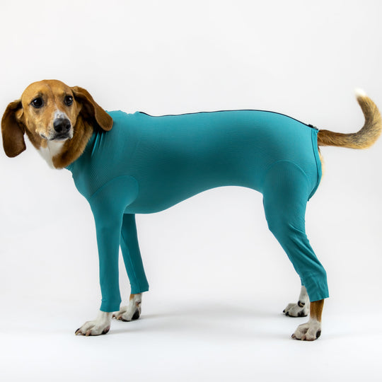 Dog Body with Zipper