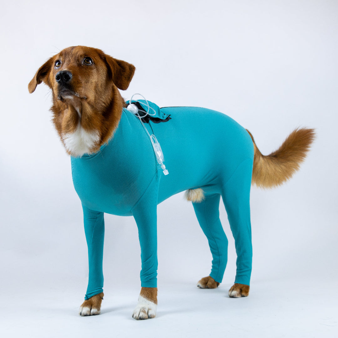 Dog System Body