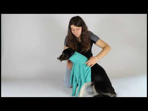 Dog Body with Zipper