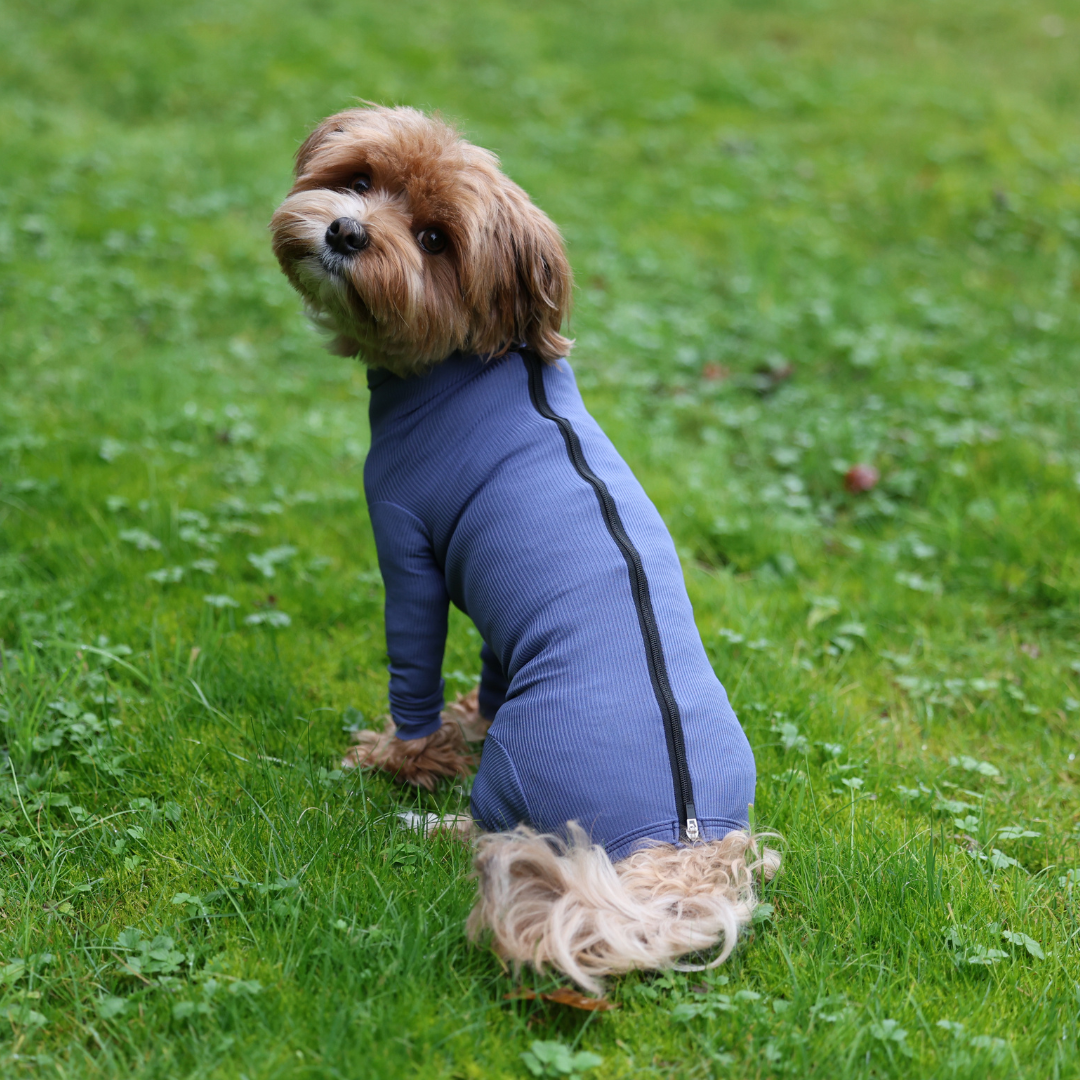 Wie lange muss ein Hund nach der Kastration einen Trichter tragen?