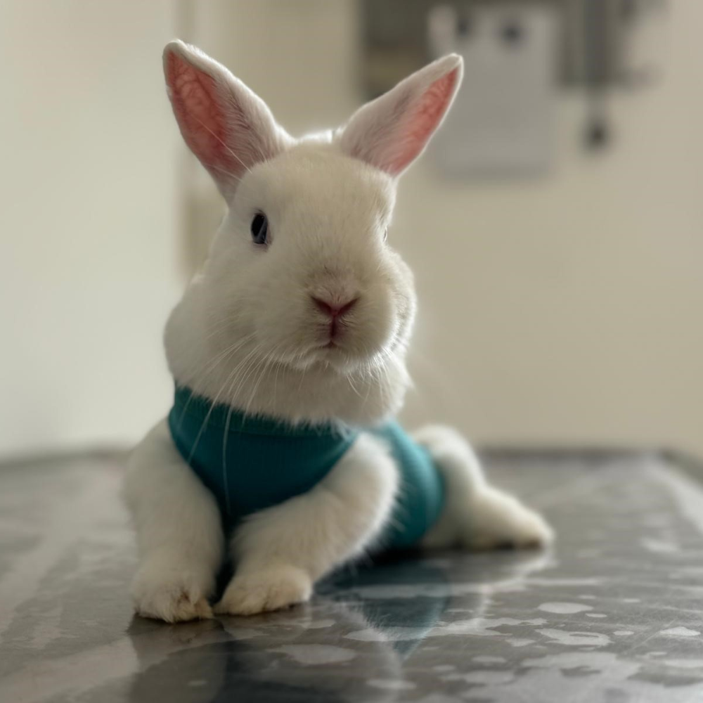 Pflege und Hygiene – Wie reinigt man OP-Kleidung tiergerecht?