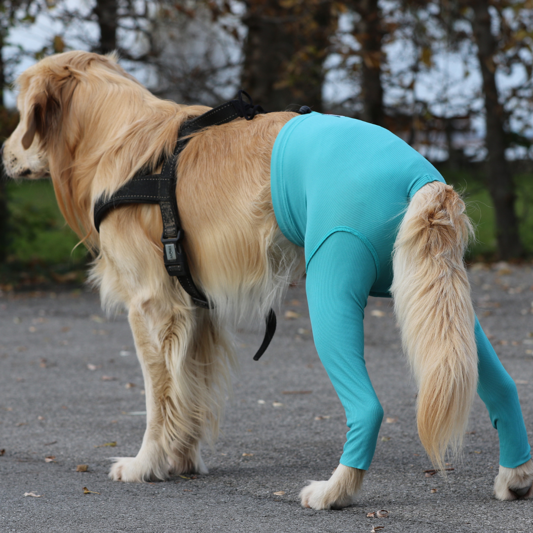 Genesungsanzug Für Hunde Nach OP – Mit Urinierloch, Atmungsaktiv, Waschbar, Alternative Zum Halskragen (Blau, XL)