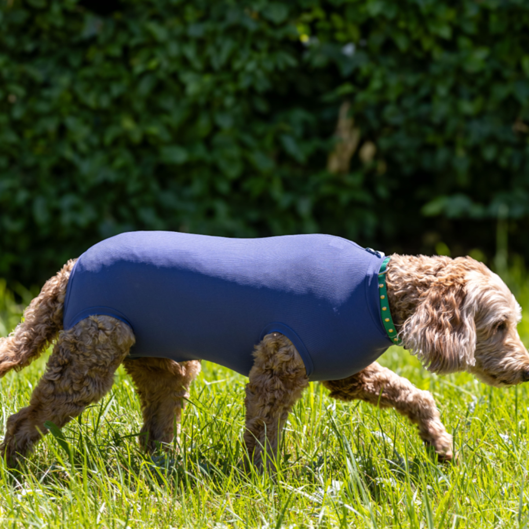 Corpo del cane
