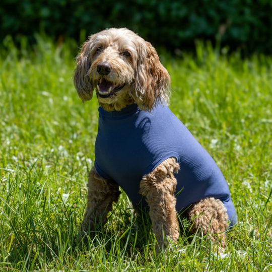 Corpo del cane