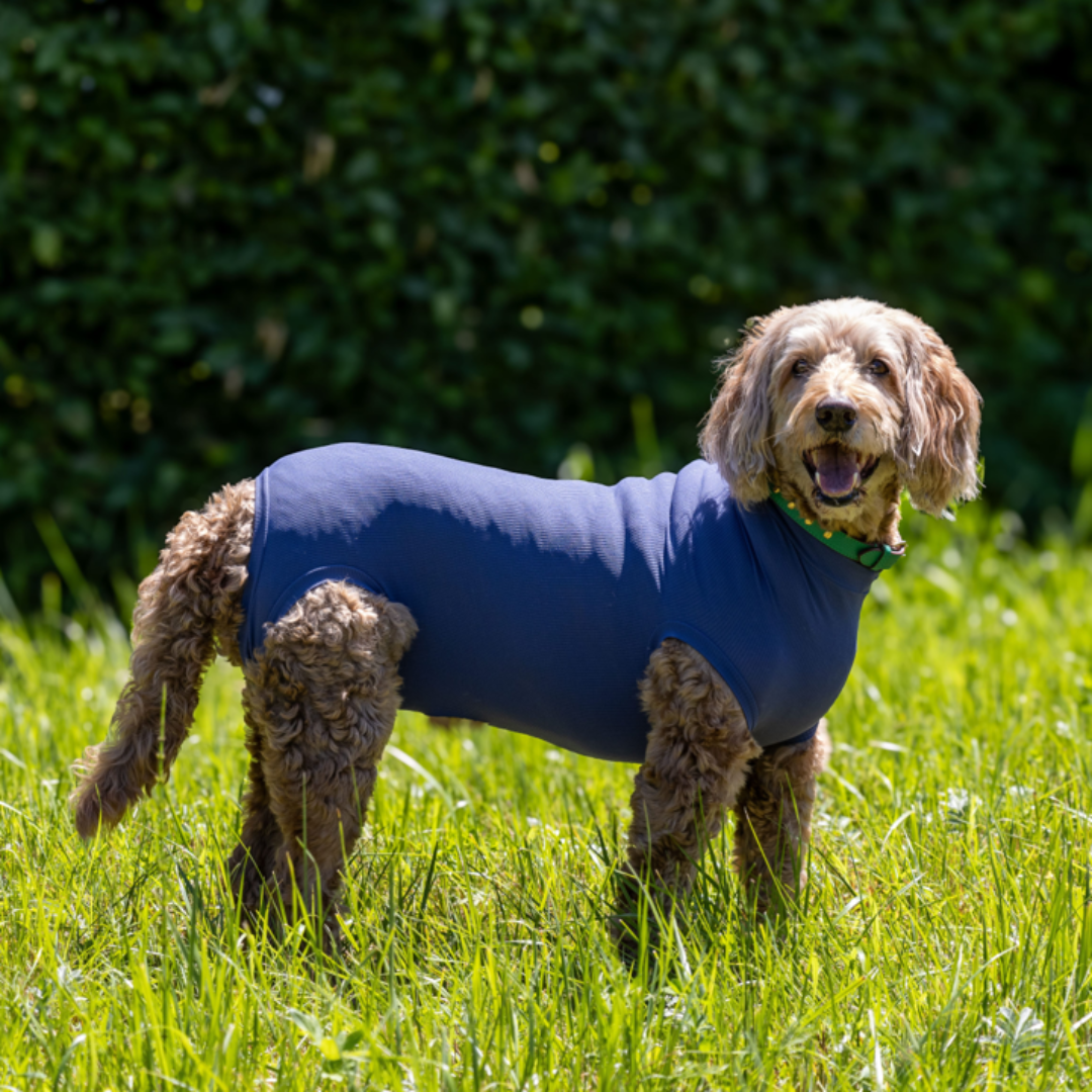 Corpo del cane