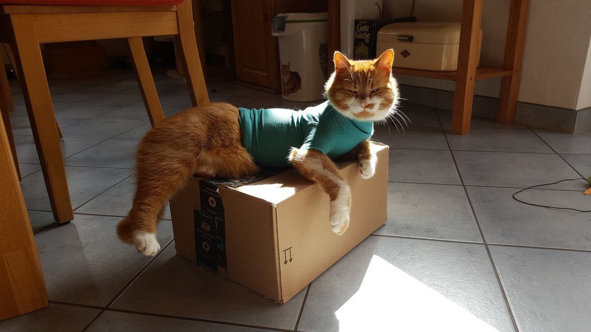 Wann ist die Wunde nach einer Kastration verheilt? – VetMedCare by Zaza
