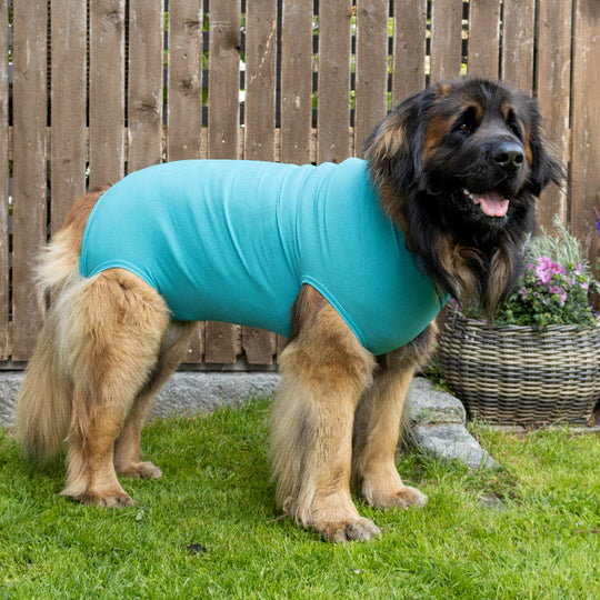 Dog Body Comfort